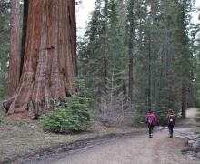 Hikers walk past majestic giant Sequoias 