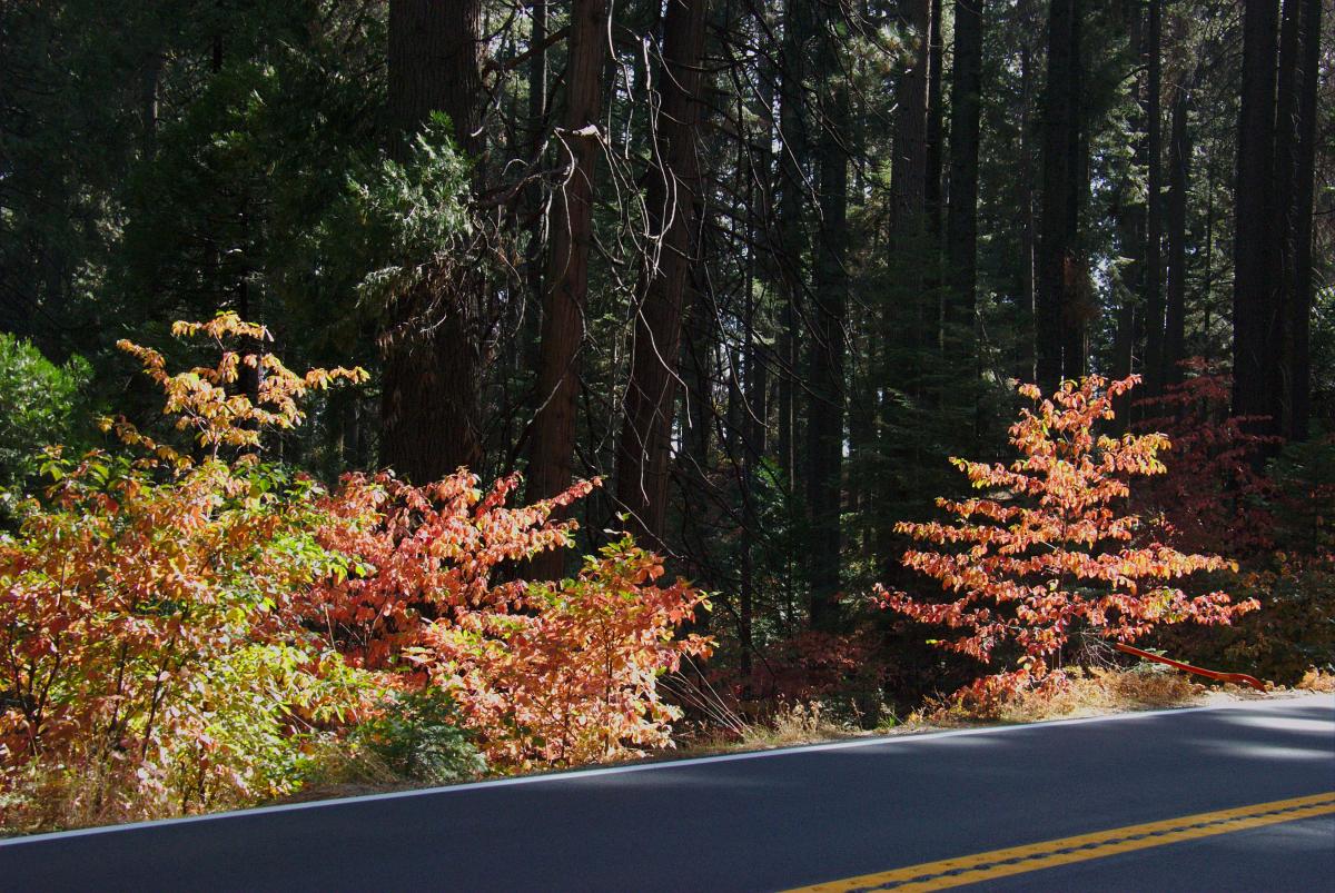 Roadside fall colors in the sun