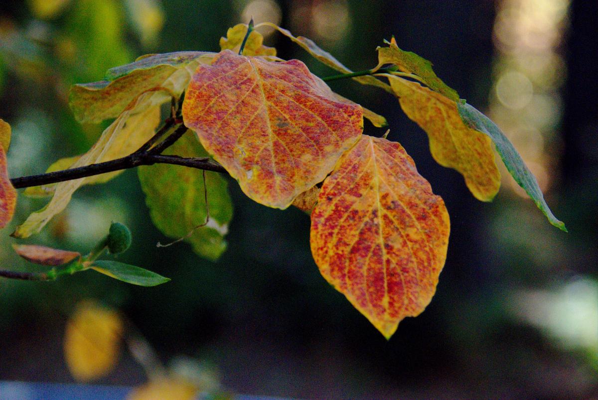 A closeup view of red and gold Dogwood leaves