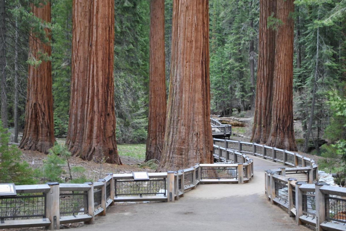 Photo of the walkway between giant Sequoias