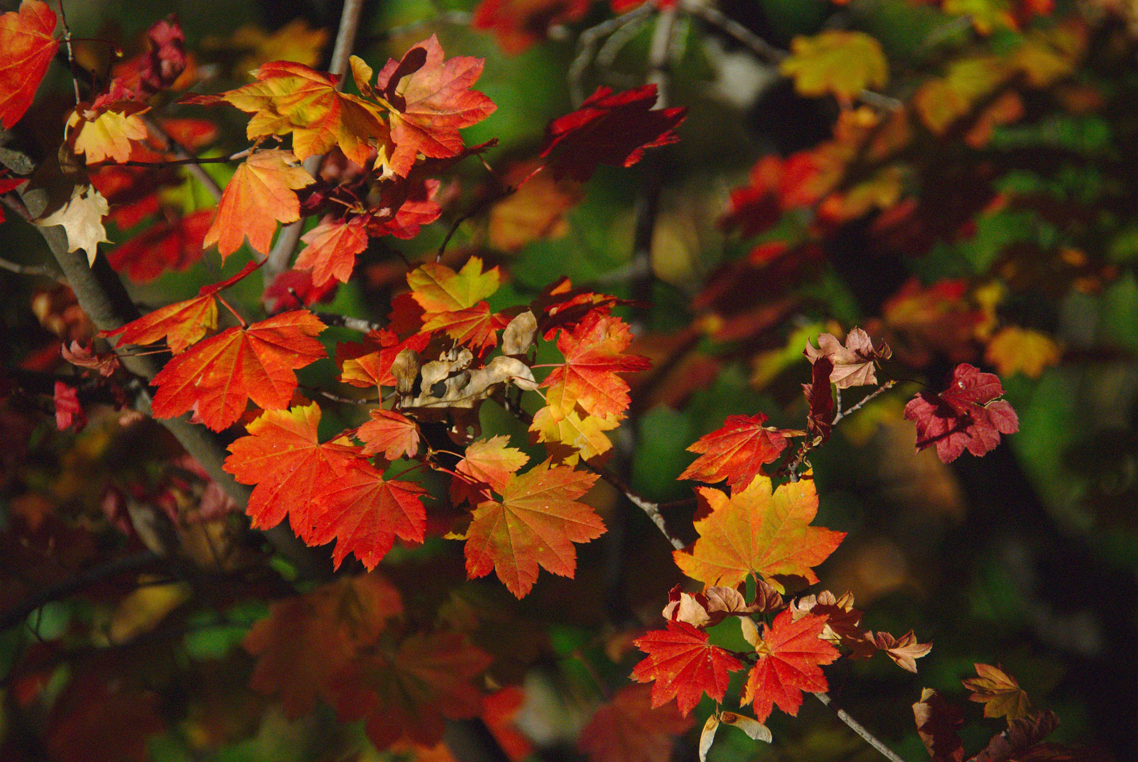 Image of bright red and gold fall leaves