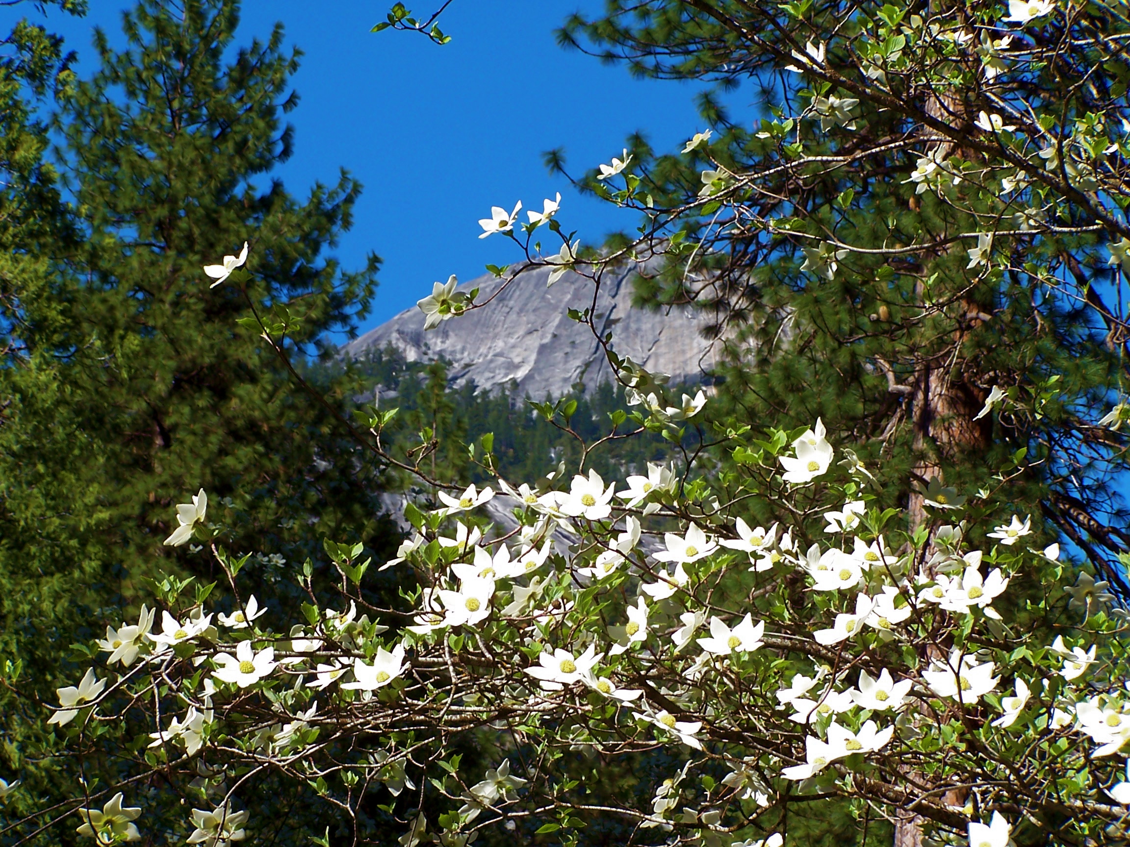 Blooming Dogwood in sunshine