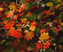 Image of bright red and gold fall leaves